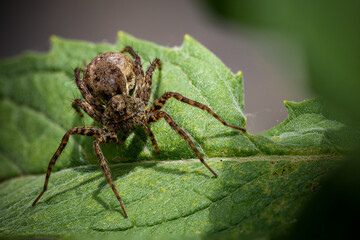 Pardosa milvina, wolf spider