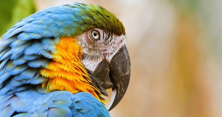 parrot © Петро Головчук