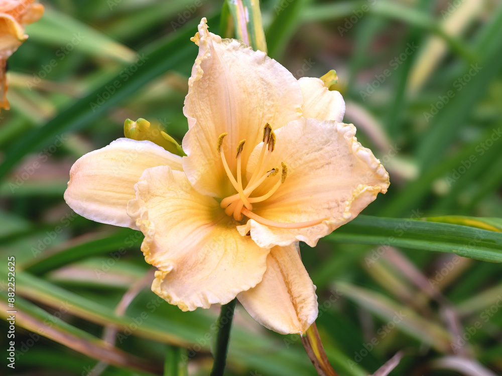 Wall mural closeup of a peach hemerocallis pretty miss daylily flower