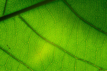 green leaf veins texture in detail