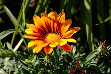 flower in the garden