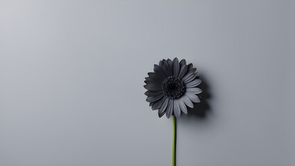 Black gerbera flower on a gray background. Minimalistic design.