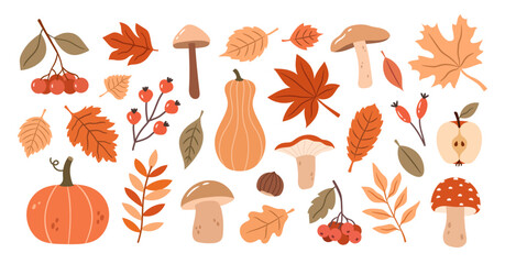 Autumn botanical set of plants. Vector illustration of autumn