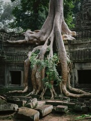 Ancient ruins embrace by nature's grip