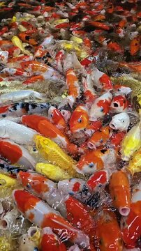 Slow motion of colorful fancy carps or koi fishes swimming in a pond and fiding food. Vertical video for smartphone footage.