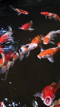 Koi fishes or colorful fancy carps  swimming in a pond and fiding food. Vertical video for smartphone footage.