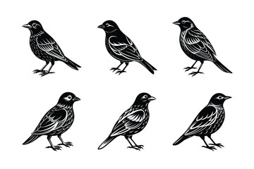 set of bird Black Silhouette Bundle - Stunning Vector Illustrations for Wild or domestic animals Nature Lovers, isolated on white