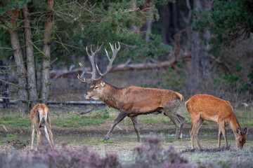Red deer stag (Cervus elaphus,) hanging around and showing dominant behaviour on a field with heather in the forest in the rutting season in Hoge Veluwe National Park in the Netherlands