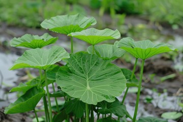 Fototapeta premium Taro Plant. Fresh Green Leaves of Tropical Vegetable Plant in Nature