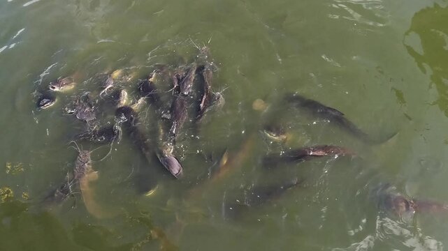 Variety of catfish in ponds for agriculture and food