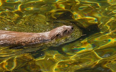 A river otter swimming in a stream near Bend, Oregon
