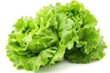 Head Lettuce. Green Cabbage Lettuce Isolated on White Background