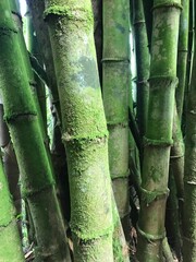 bamboo forest background
