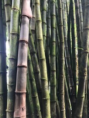 bamboo forest background