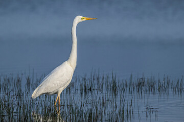 Grande Aigrette (Ardea alba - Great Egret)