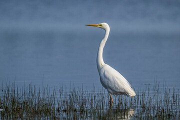 Grande Aigrette (Ardea alba - Great Egret)