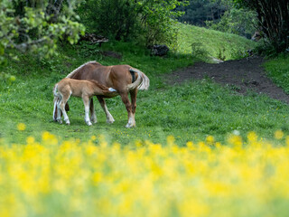 Foal Nursing in a Green Spring Meadow