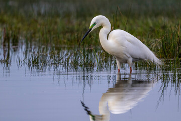 Grande Aigrette (Ardea alba - Great Egret)
