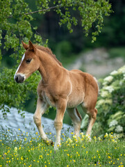 Young Foal in a Flowering Spring Meadow