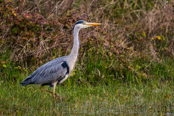 H&eacute;ron cendr&eacute; (Ardea cinerea - Grey Heron)