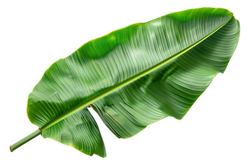 Fototapeta premium Green Banana Leaf PNG Transparency Isolated Image