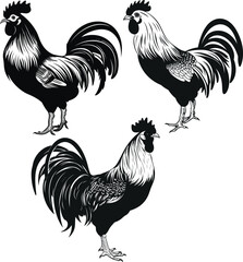 A bundle of hand drawn engraving and silhouette style Roster chicken silhouette vector illustrations for print.