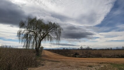 Landscape with willow tree and cloudy sky in early spring.