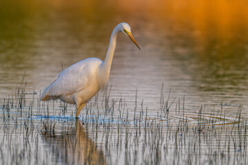 Grande Aigrette (Ardea alba - Great Egret)