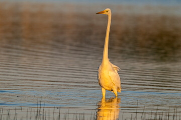 Grande Aigrette (Ardea alba - Great Egret)