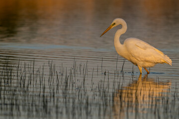 Grande Aigrette (Ardea alba - Great Egret)