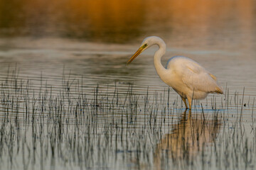 Grande Aigrette (Ardea alba - Great Egret)