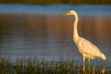 Grande Aigrette (Ardea alba - Great Egret)