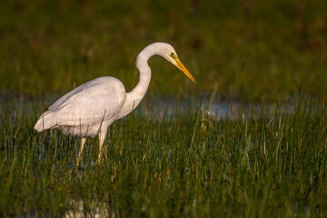Fototapeta premium Grande Aigrette (Ardea alba - Great Egret)
