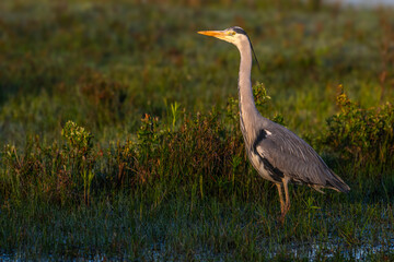 Héron cendré (Ardea cinerea - Grey Heron)