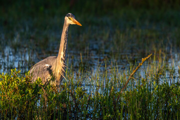 Héron cendré (Ardea cinerea - Grey Heron)
