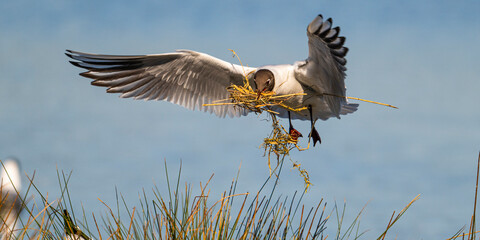 Mouette rieuse (Chroicocephalus ridibundus - Black-headed Gull)