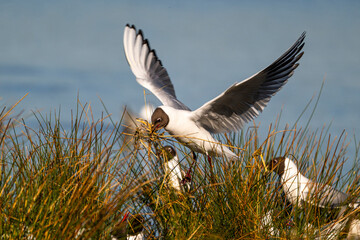 Mouette rieuse (Chroicocephalus ridibundus - Black-headed Gull)
