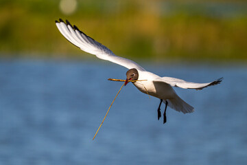 Mouette rieuse (Chroicocephalus ridibundus - Black-headed Gull)