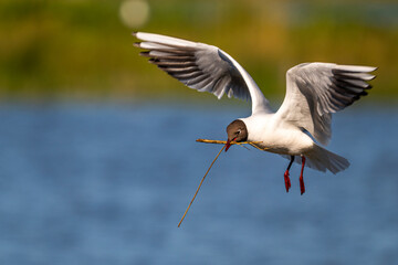 Mouette rieuse (Chroicocephalus ridibundus - Black-headed Gull)