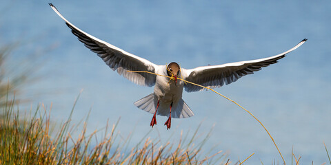 Mouette rieuse (Chroicocephalus ridibundus - Black-headed Gull)