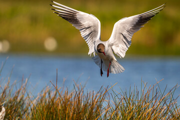 Mouette rieuse (Chroicocephalus ridibundus - Black-headed Gull)