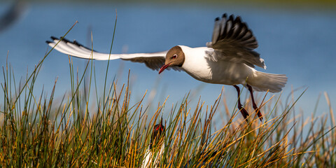Mouette rieuse (Chroicocephalus ridibundus - Black-headed Gull)
