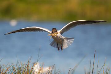 Mouette rieuse (Chroicocephalus ridibundus - Black-headed Gull)
