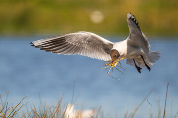 Mouette rieuse (Chroicocephalus ridibundus - Black-headed Gull)