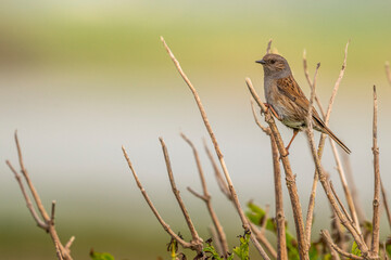 Accenteur mouchet (Prunella modularis, Dunnock)