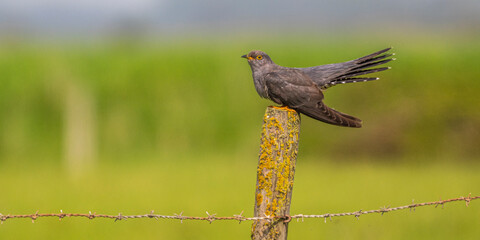 Coucou gris (Cuculus canorus, Common Cuckoo)