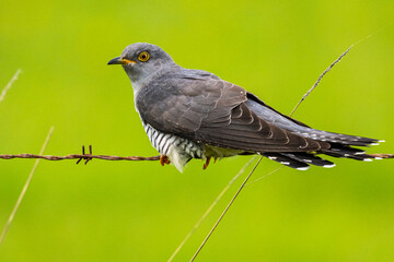 Coucou gris (Cuculus canorus, Common Cuckoo)