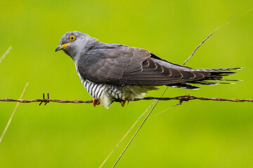 Coucou gris (Cuculus canorus, Common Cuckoo)