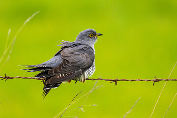 Coucou gris (Cuculus canorus, Common Cuckoo)