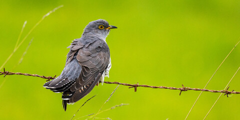 Coucou gris (Cuculus canorus, Common Cuckoo)